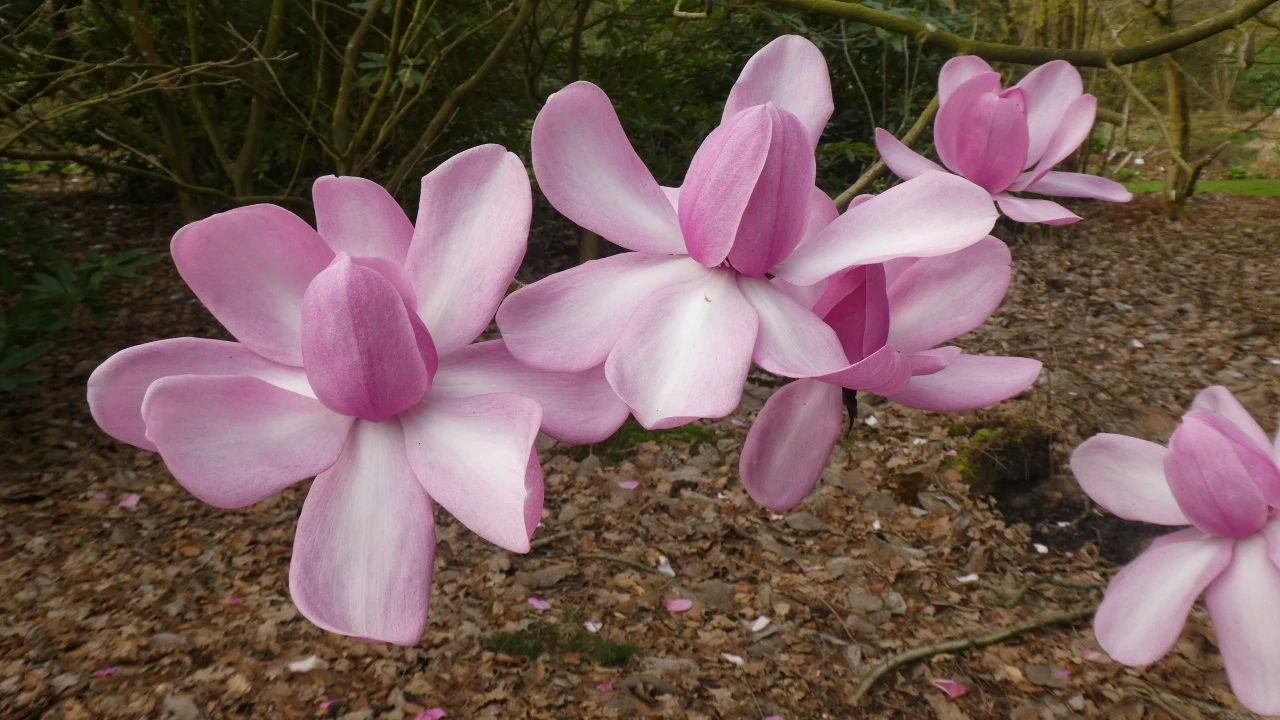 Image of M. campbellii 'Charles Raffill'